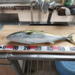 ハマチ