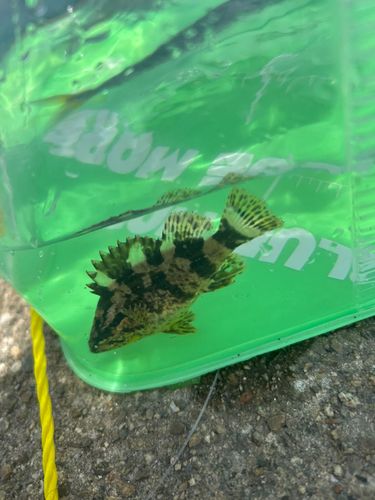 タケノコメバルの釣果