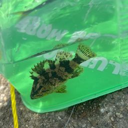 タケノコメバル