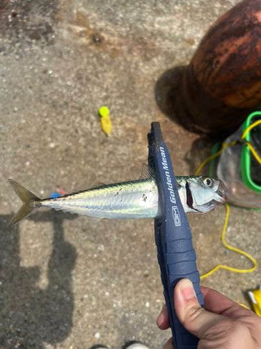 サバの釣果