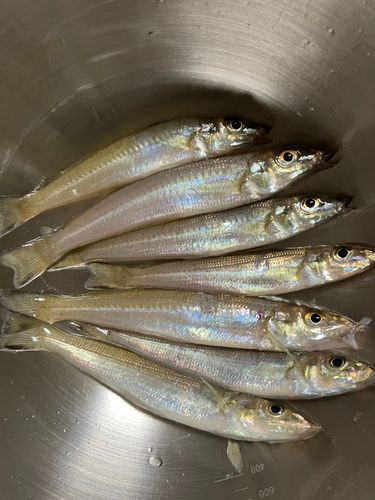 キスの釣果