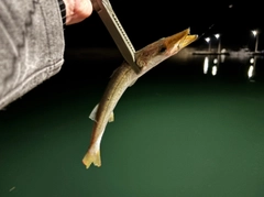 カマスの釣果