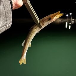 カマス