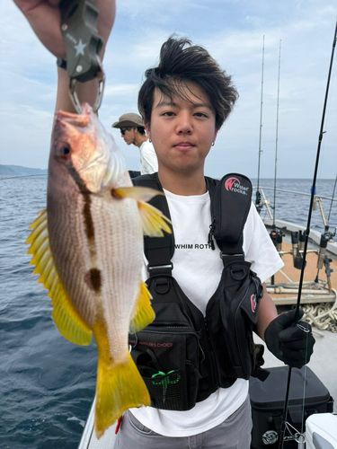 ヨコスジフエダイの釣果