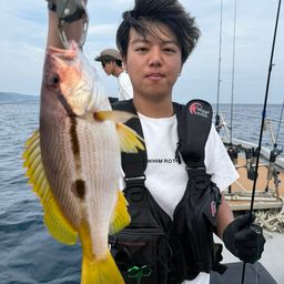 ヨコスジフエダイ