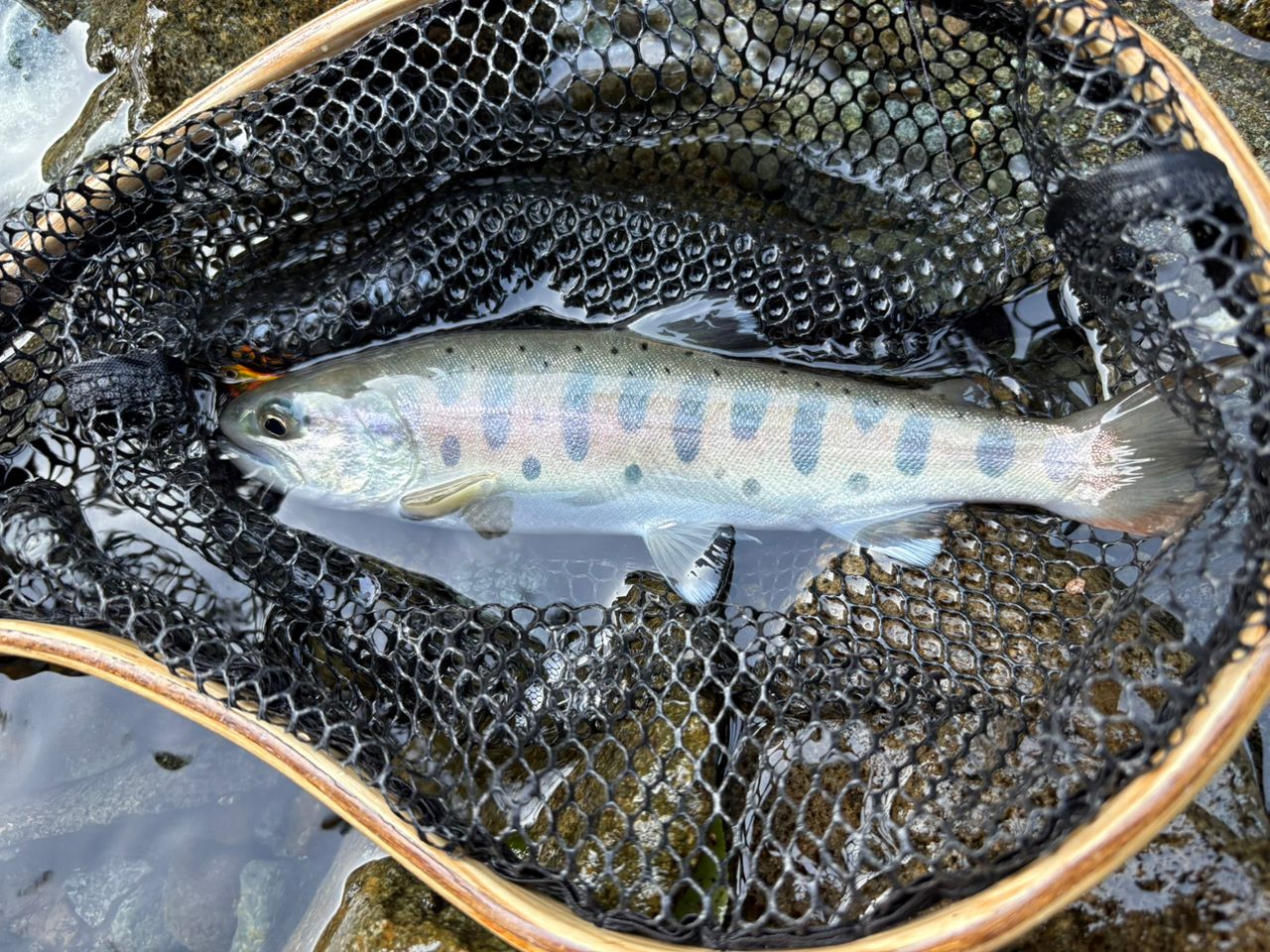 shift_Angler さんの 2025年06月22日のヤマメの釣り・釣果情報(神奈川