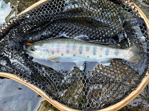 ヤマメの釣果