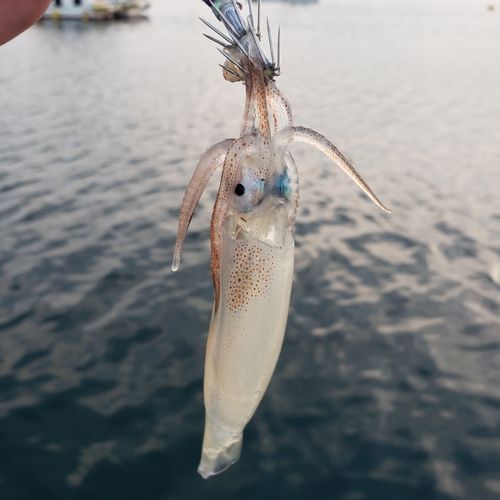 ケンサキイカの釣果