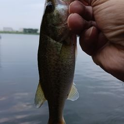 ラージマウスバス