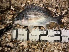 キビレの釣果