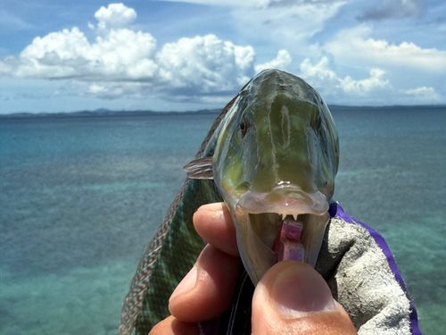 カマスベラの釣果