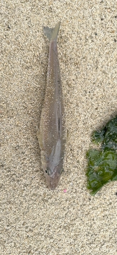 キスの釣果