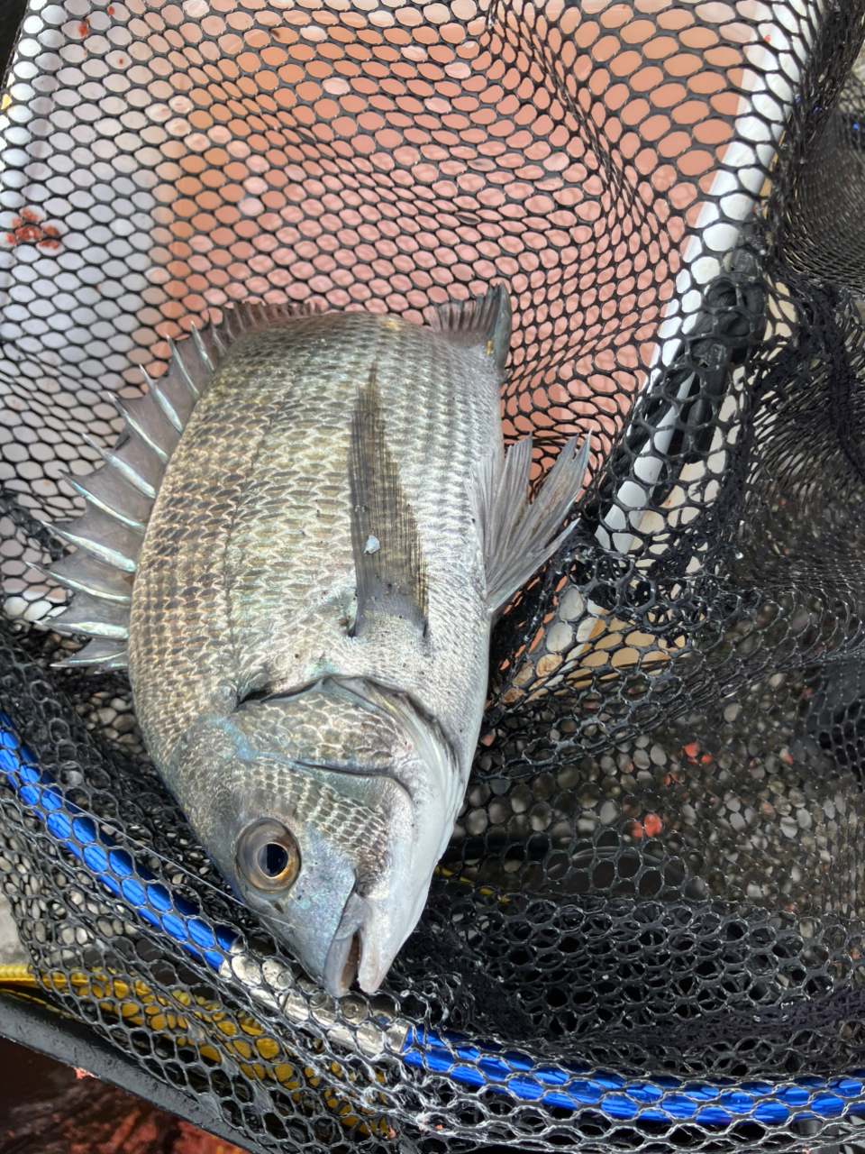 SHIMANO 19鱗海 AX 0.6-530の最安値・インプレ・釣果 | 本音の