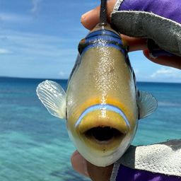 ムラサメモンガラ