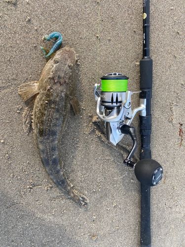 マゴチの釣果