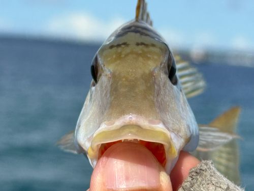 ミンサーフエフキの釣果