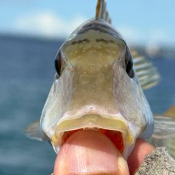 ミンサーフエフキ