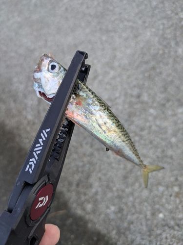 サバの釣果