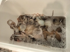 マダコの釣果