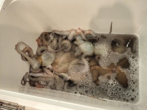 マダコの釣果