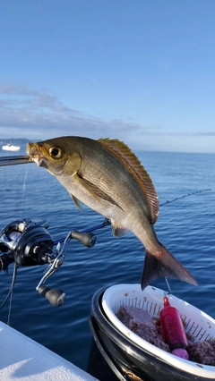イサキの釣果