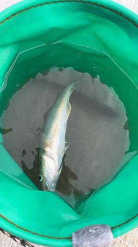 コマイの釣果