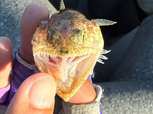 ヒトスジエソの釣果