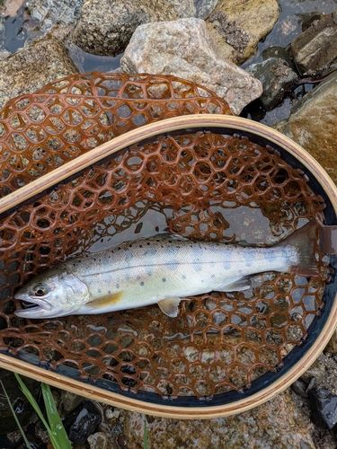 ヤマメの釣果