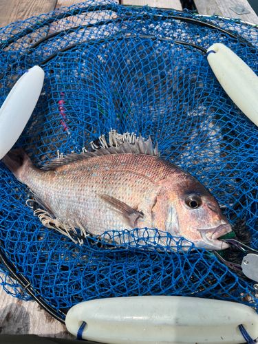 タイの釣果