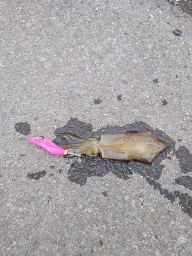 マメイカの釣果