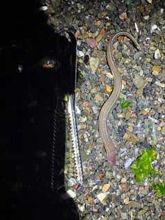 マアナゴの釣果