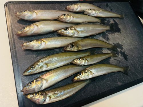 シロギスの釣果