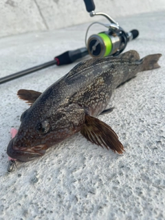 アイナメの釣果
