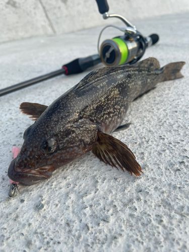 アイナメの釣果
