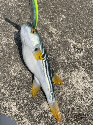 フグの釣果
