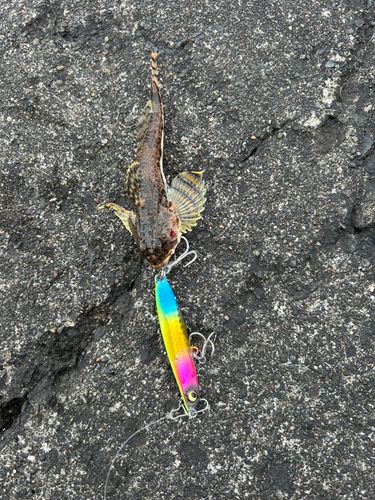 カジカの釣果