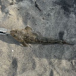 マゴチ