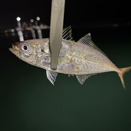 アジ