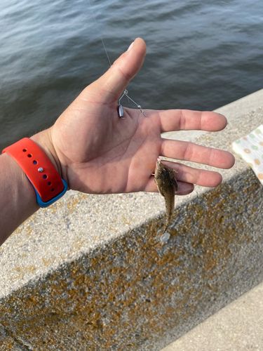 メゴチの釣果