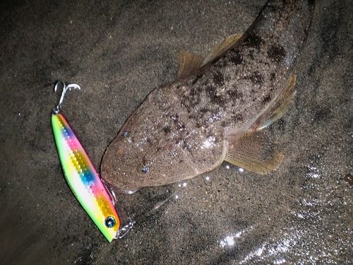 マゴチの釣果
