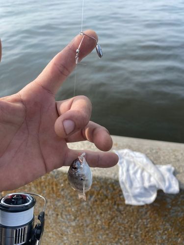 チャリコの釣果