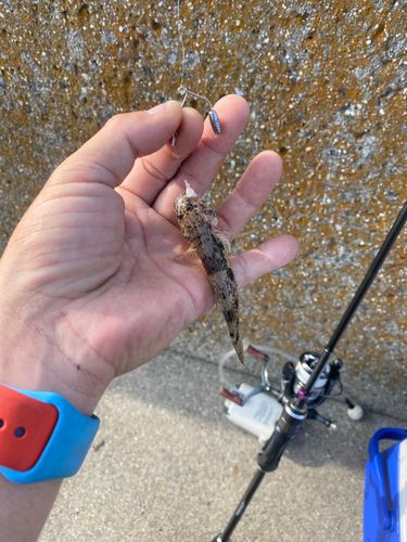 ハゼの釣果