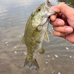 スモールマウスバス