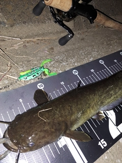 ナマズの釣果