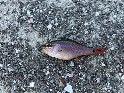 クロホシイシモチの釣果