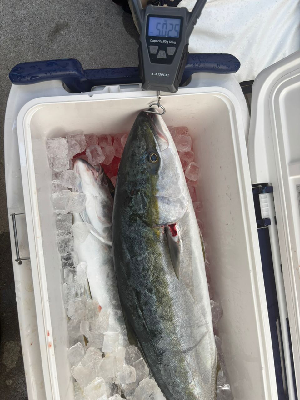 SHIMANO 23オシアジガー リミテッド (スピニング) S62-3の最安値