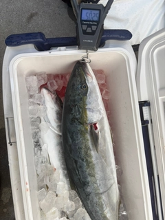 ワラサの釣果
