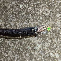 タチウオ