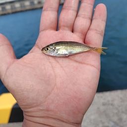 カサゴ