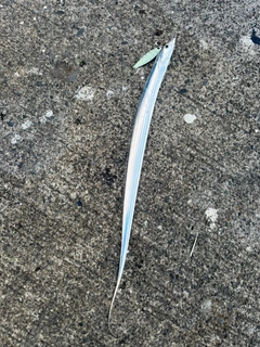 タチウオの釣果